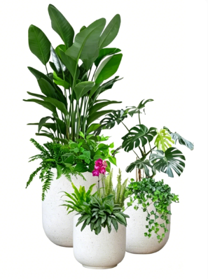 宁波室内植物出租-奉化花木租赁服务-北仑植物摆放方案-海曙绿植租摆交易平台